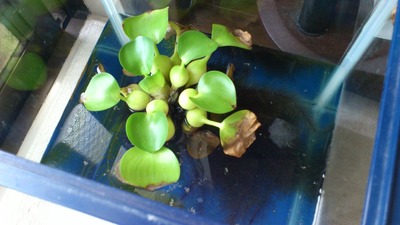 20110828¥á¥À¥«¤ÎÍñ