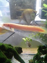 ����ӥΡ����ͥ��륹