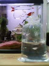 ���ץ�����������