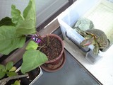 20090603¥Ê¥¹