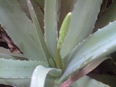 20110409¥¢¥í¥¨