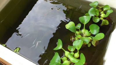 20110728¥Ó¥ª¥È¡¼¥×