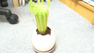 20120224¥µ¥Ü¥Æ¥ó£´