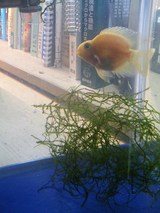 �ѥ��åȣ���