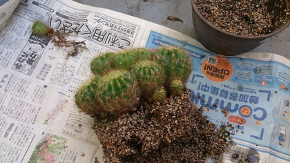 20140904¤µ¤Ü¤Æ¤ó (2)