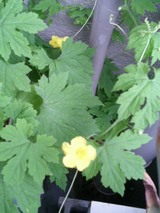 ������β֡ʡ�����