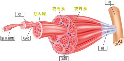 about2-fascia-anatomical-drawing-image