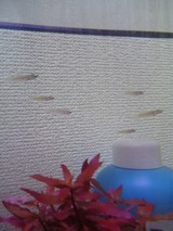 ���ץ���