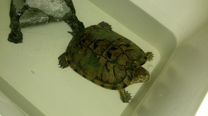 20130706����ɤ�