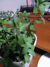 ����𤽤θ�