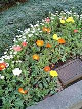 �դε��ۡ�����