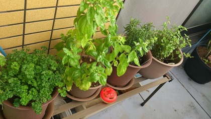 20140831¥Ï¡¼¥Ö