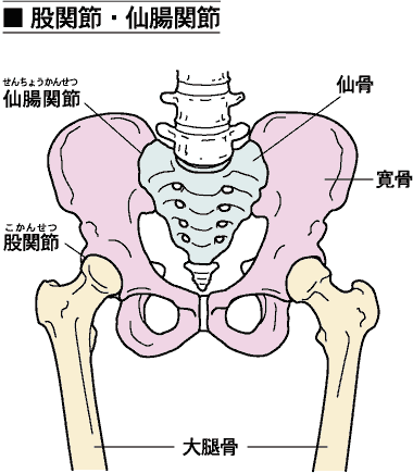 f_bjoint_hip