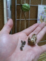 �����ᤦ��μ�