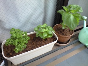 20110509¥Ù¥é¥ó¥À±à·Ý