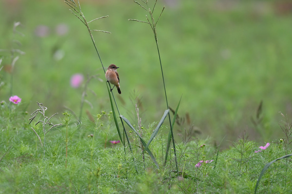 DSC_6536