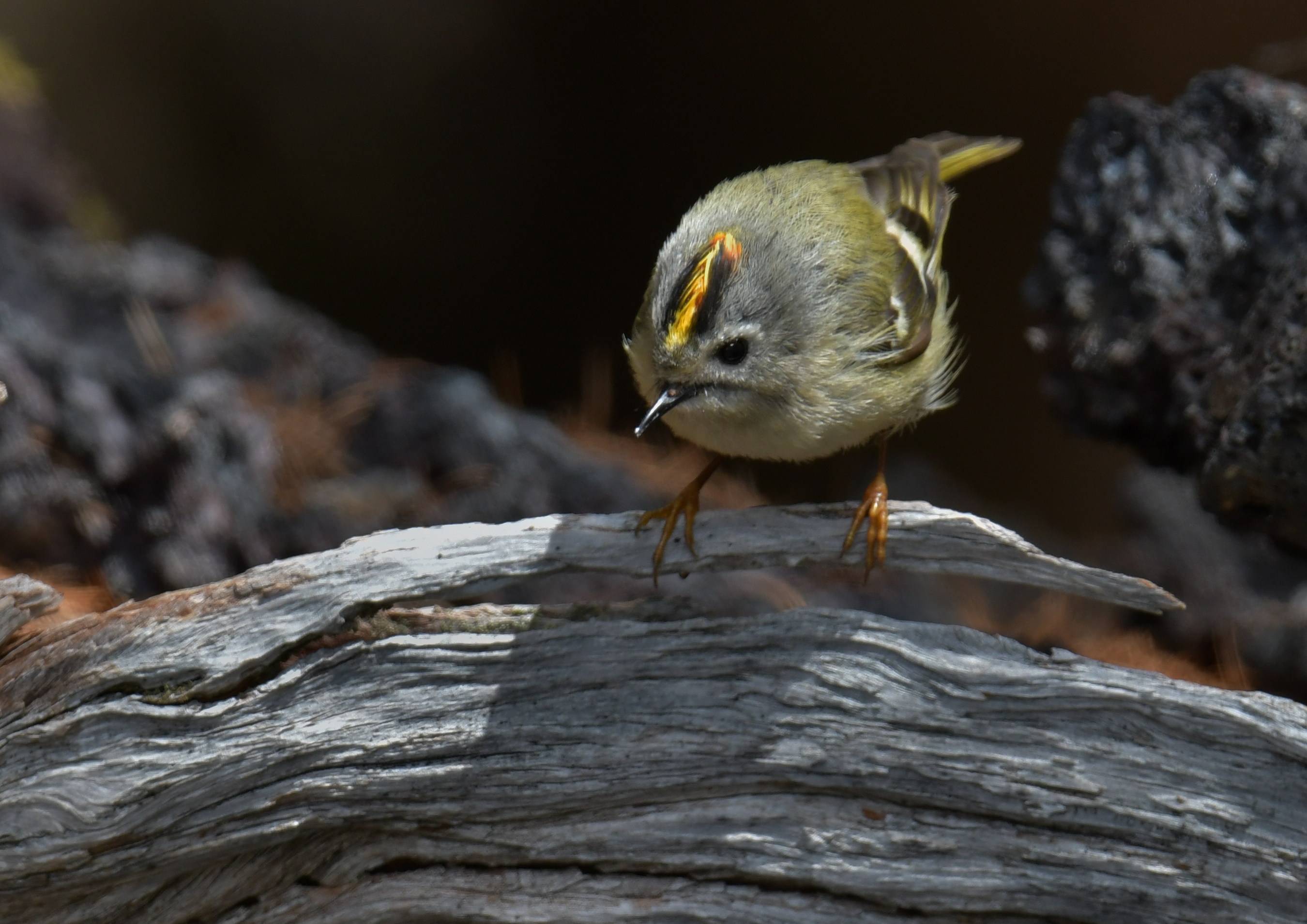 お山へ ６月１日 キクイタダキ メボソムシクイ ｆｏｃｕｓ ｌｏｃｋ