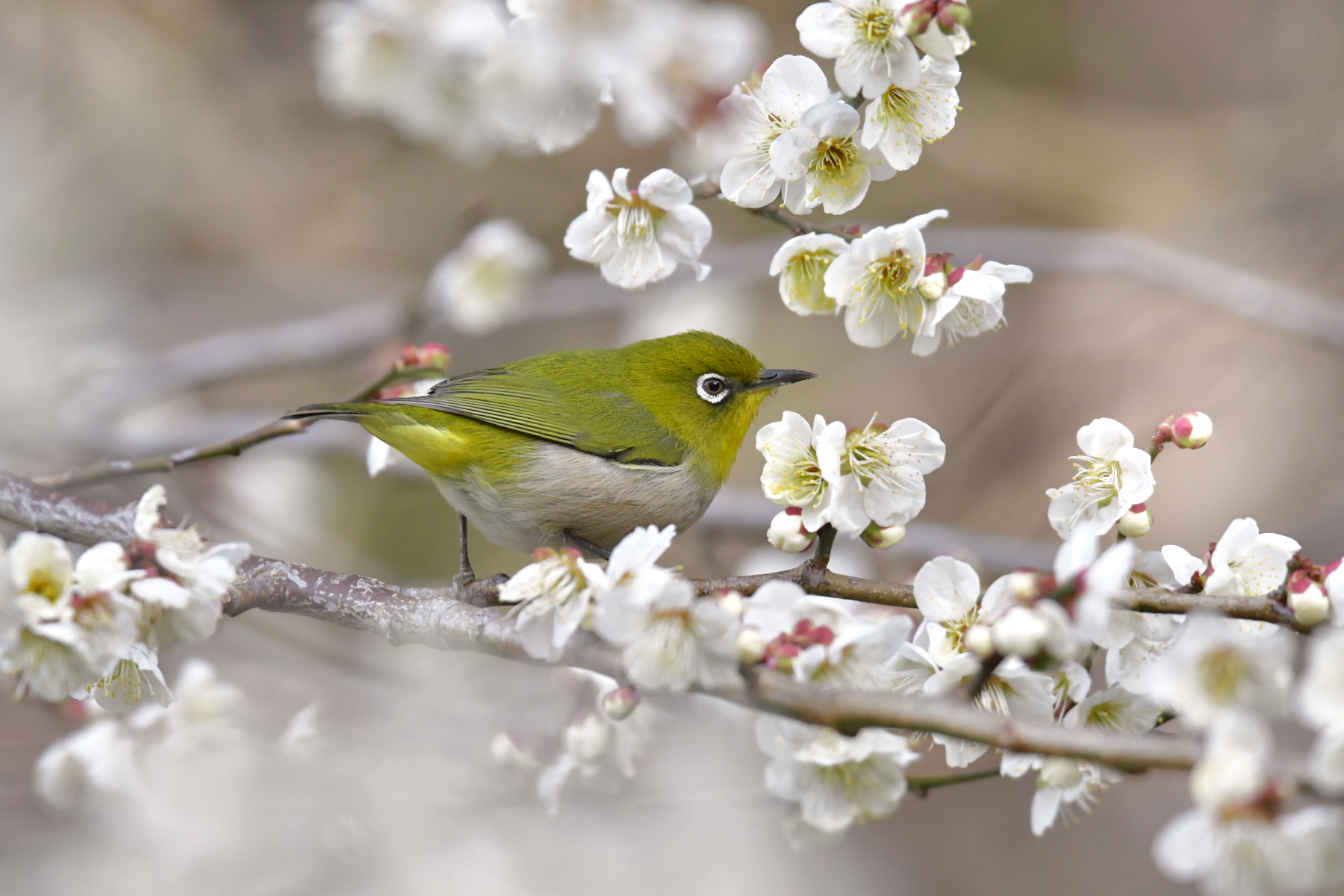 花と ３月３日 メジロ カワセミ ｆｏｃｕｓ ｌｏｃｋ