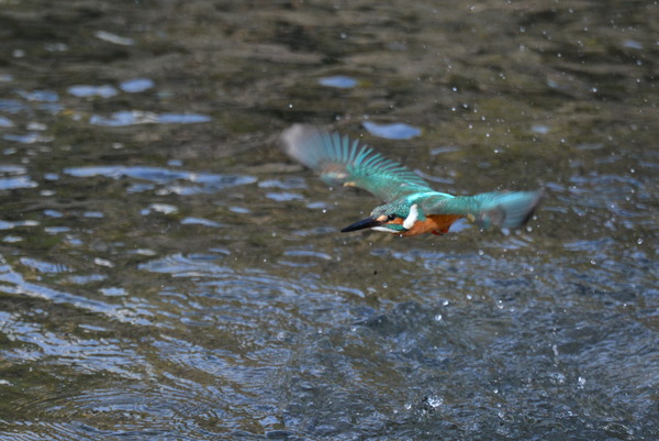 DSC_1265_R
