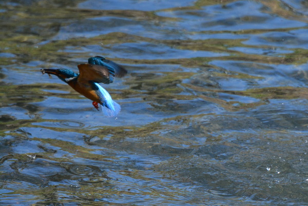 DSC_0799_R