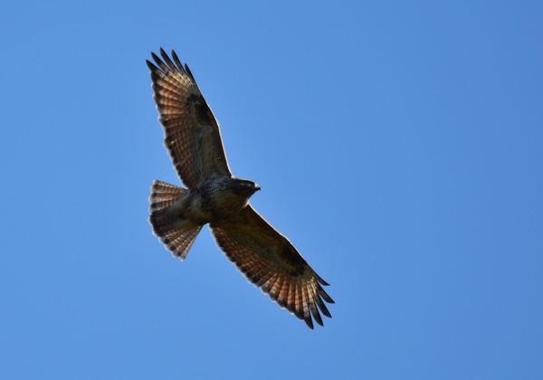 DSC_3454_R