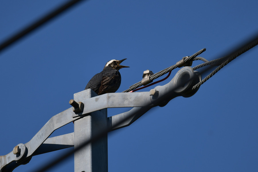 DSC_4039