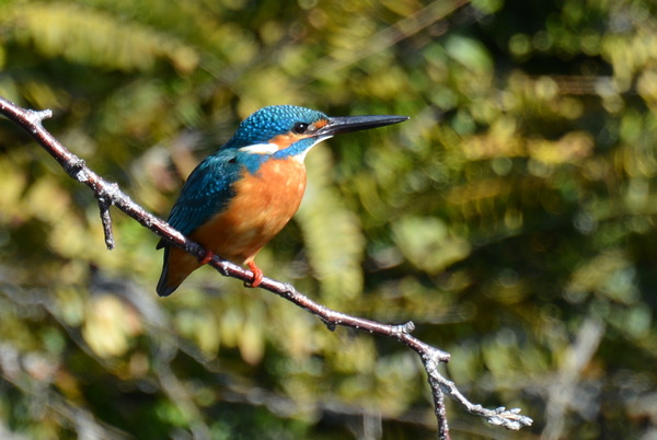 DSC_0951_R