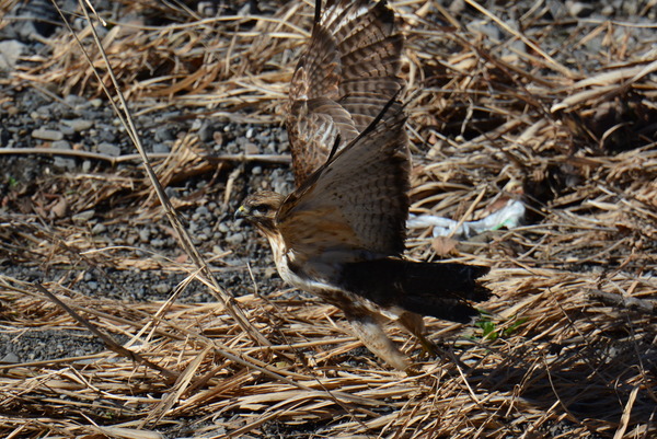 DSC_8649_R