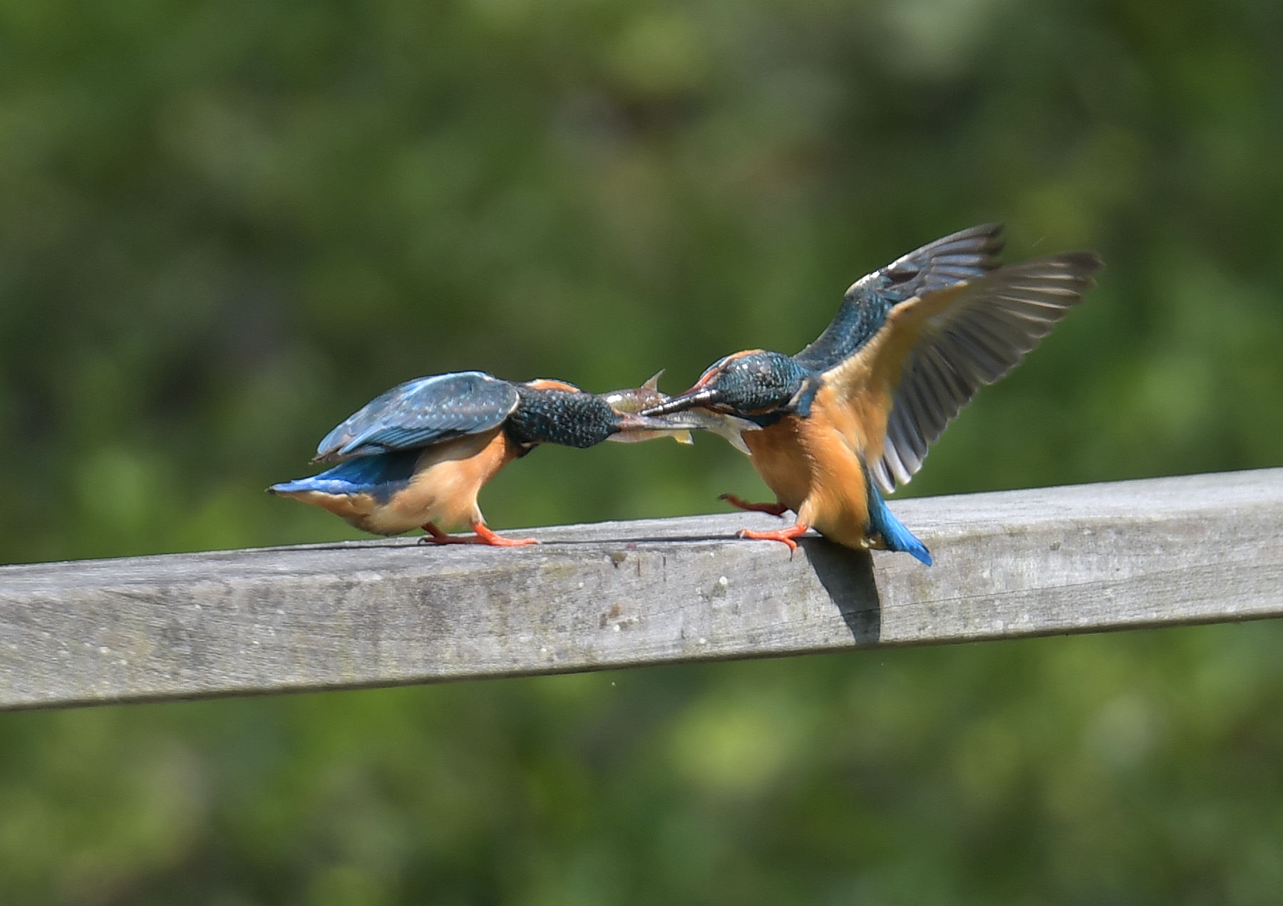 題名　カワセミ Amazon.co.jp: にっぽんのカワセミ にっぽんの野鳥シリーズ 電子