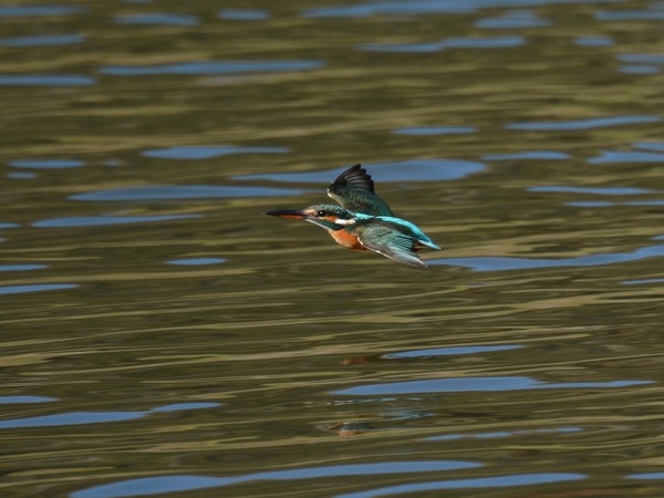 DSC_8767_R