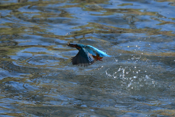 DSC_0798_R