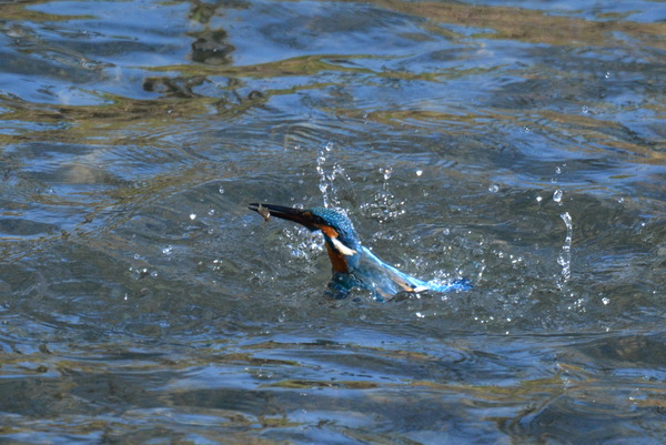 DSC_0797_R