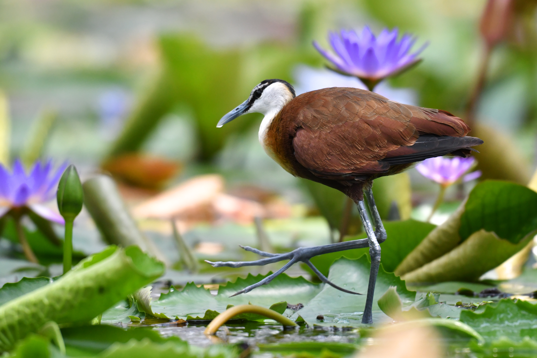 掛川花鳥園 8月6日 アフリカレンカク focus lock 掛川花鳥園 8月6日 アフリカレンカク focus lock
