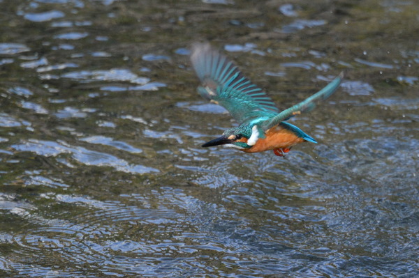 DSC_1266_R