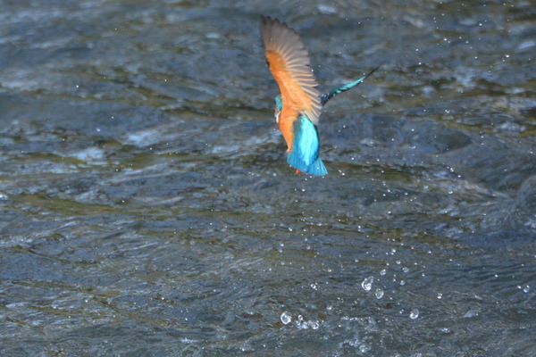 DSC_1413_R