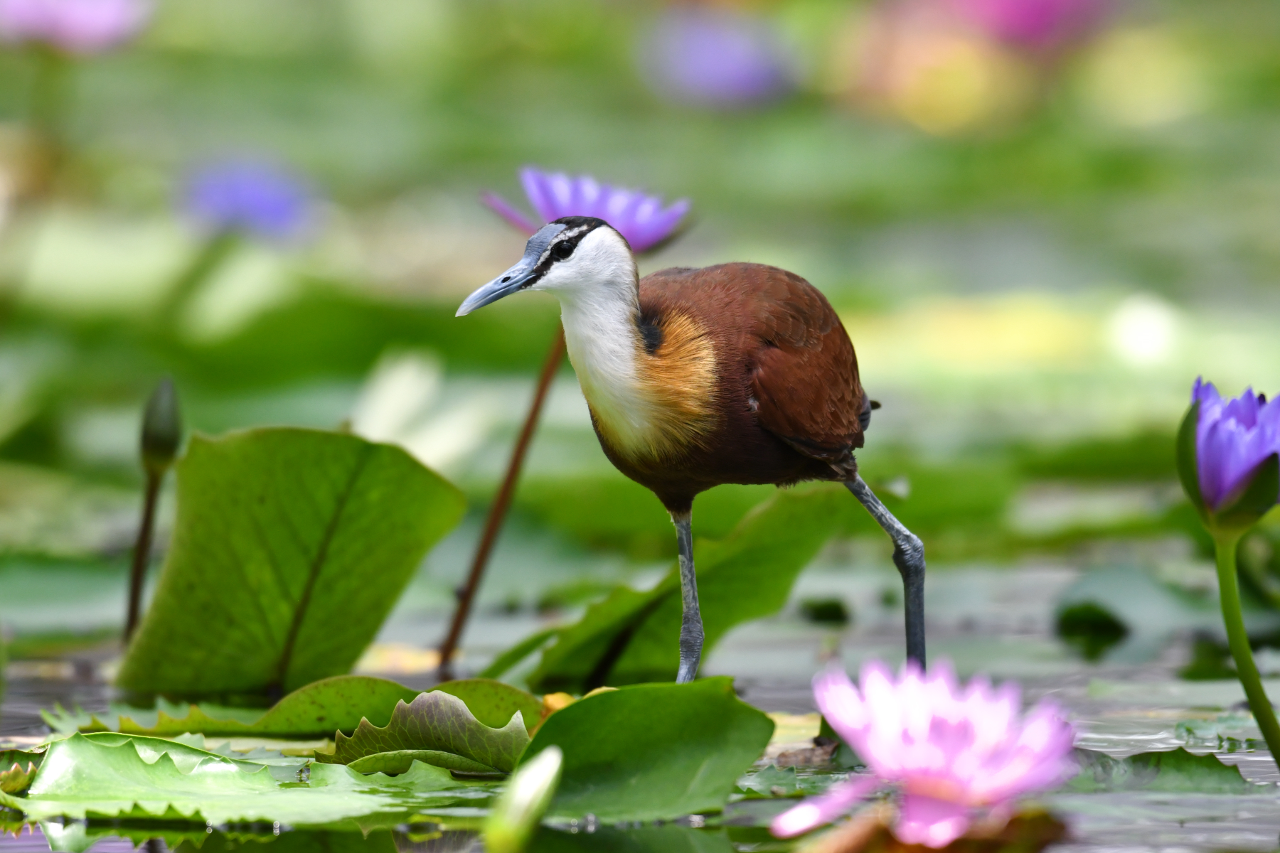 掛川花鳥園 8月6日 アフリカレンカク focus lock 掛川花鳥園 8月6日 アフリカレンカク focus lock