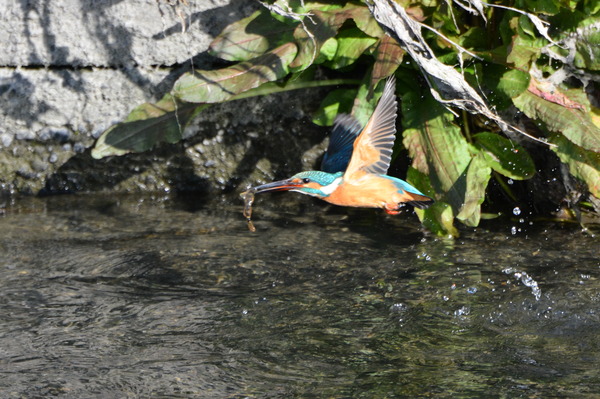DSC_0766_R
