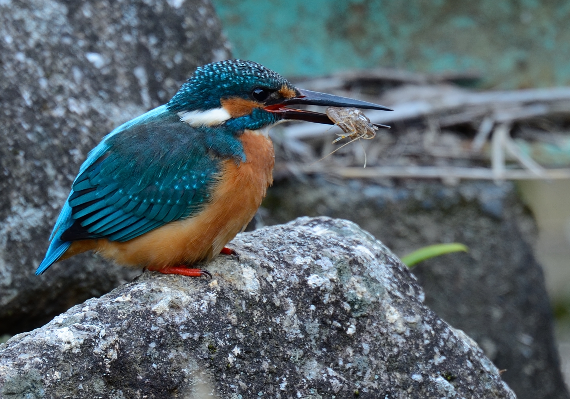 Newアングル １月１１日カワセミ ｆｏｃｕｓ ｌｏｃｋ
