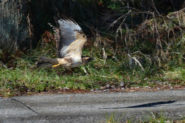 DSC_8399_R