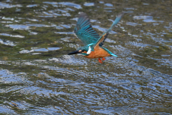 DSC_1267_R