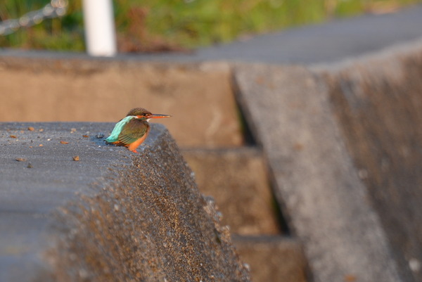 DSC_1472_R