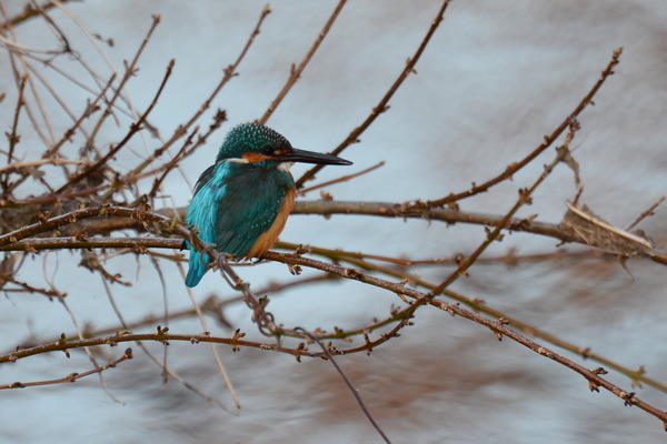 DSC_9958_R