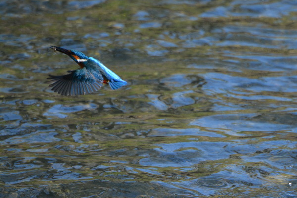 DSC_0800_R