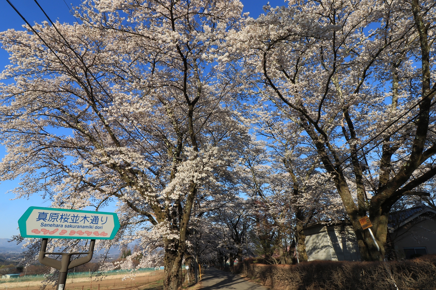 眞原桜並木 みやびお 眞原桜並木 みやびお