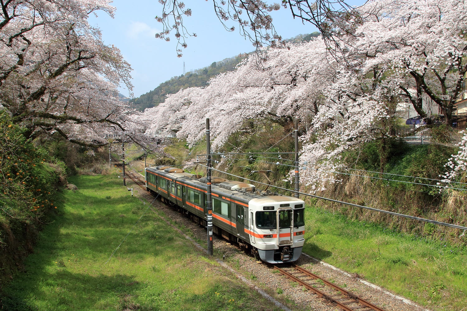 みやびお 山北の桜 21