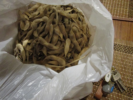 20201211 希望ヶ丘菜園 ②