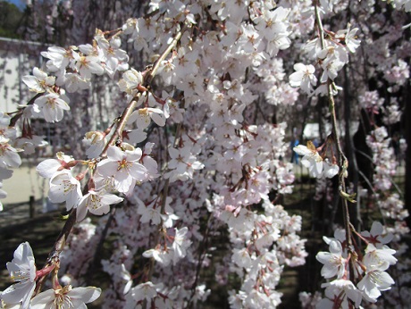 20190406 孝子桜 ⑥