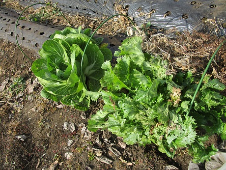 20201211 希望ヶ丘菜園 ④