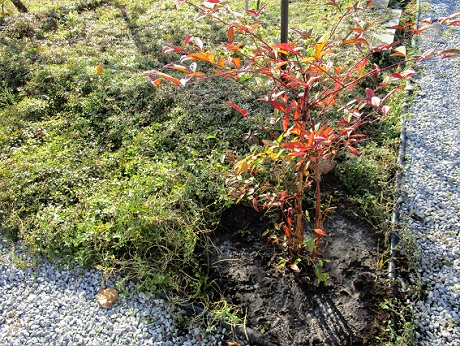 20191117 希望が丘菜園 ④