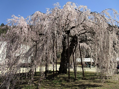 20190406 孝子桜 ⑤